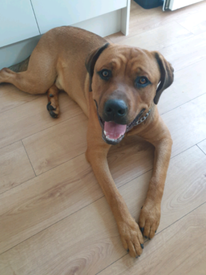 bullmastiff puppies for sale gumtree